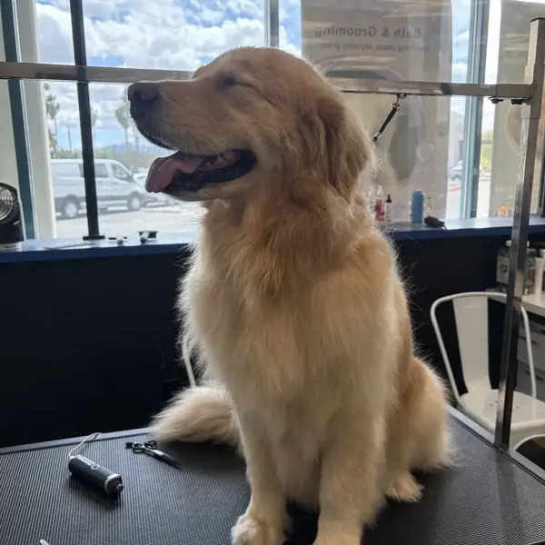 Groomed dog at K9 Rox Club Las Vegas